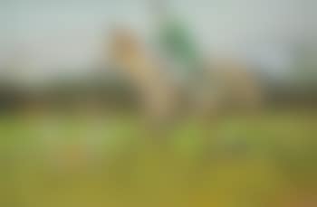 Irish hunt scene (preview)