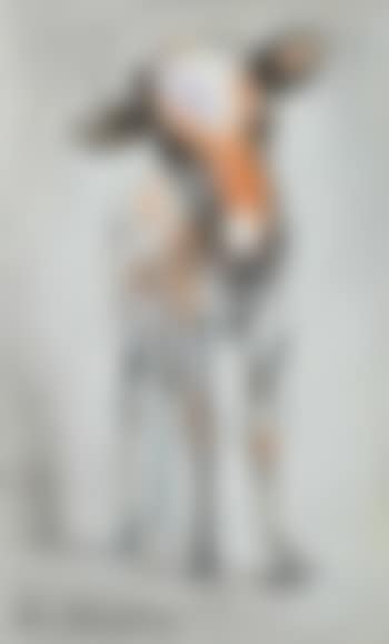 Young calf (preview)