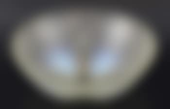 Coquilles pattern bowl (preview)