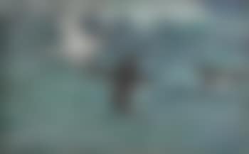 Three shearwaters (preview)