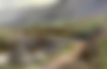 Cattle roaming the Welsh countryside (preview)