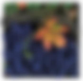 Vendemmia (preview)