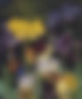 Irises and tulips (preview)