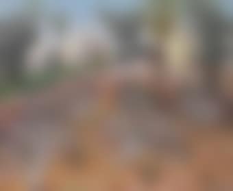 Olive trees (preview)