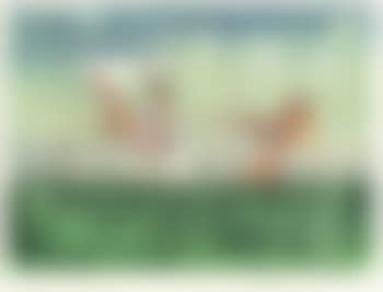 Les Transesports (preview)