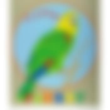 Parrot, from Decade (preview)
