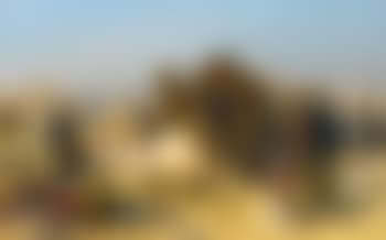 The Camel Market, Cairo (preview)