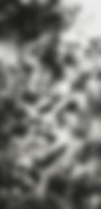 Picture Made by My Hand with the Assistance of Light (preview)