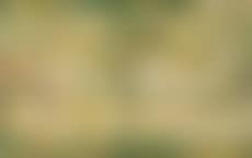 Les arbres (preview)
