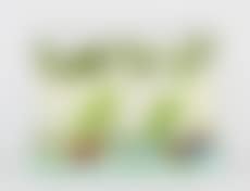 Kangourous (preview)