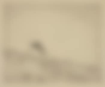 Young porpoise (preview)