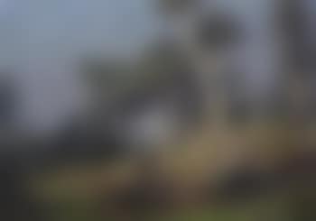 Florida Landscape (preview)