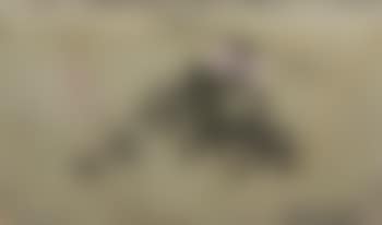 Happy choppers (preview)