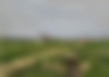 Am Dorfrand von Ins (preview)