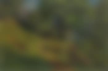 Landschaft mit Bäumen und Vierwaldstättersee im Hintergrund (preview)