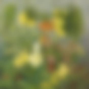 Easter bouquet (preview)