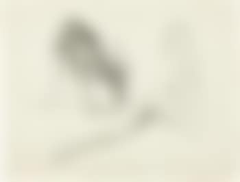 Antelope (preview)