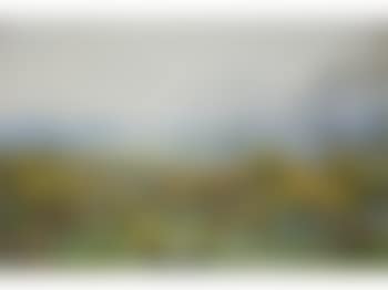 Golden gorse (preview)