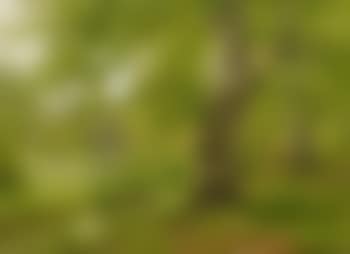 Beech Forest in Early Summer (preview)
