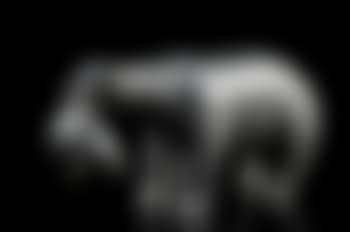 Polar Bear with a Seal in its Mouth (preview)