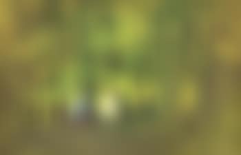 Green Glade (preview)