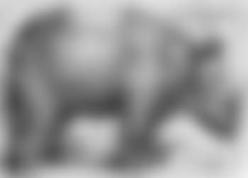 Das Rhinozeros (preview)