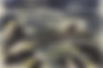 Nageuse (preview)