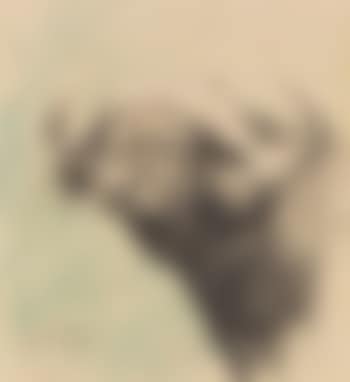 Kaffernbüffel (preview)