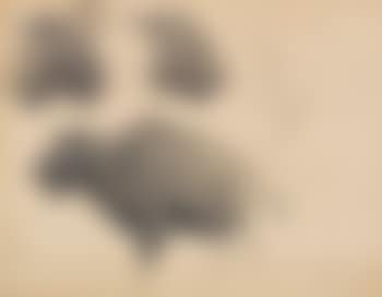 Wisent Und Wisentkopf-studien (preview)
