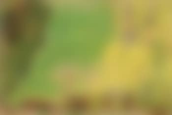 Germogli primaverili (paesaggio di Villa Borghese) (preview)