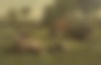 Vaches au pâturage (preview)