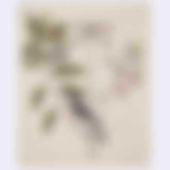 The Crested Titmous (preview)