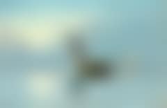 Fishing boats returning at sunset (preview)