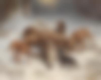 Bloodhounds Beside a Stag After the Hunt (preview)