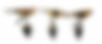 Holz (preview)