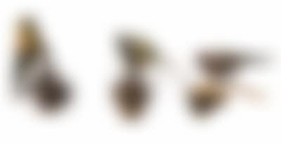 Holz (preview)