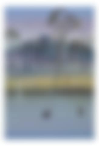 Shoalhaven River with Swans, c.1980 (preview)