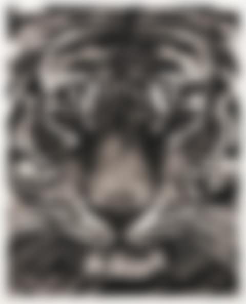 Study of Tiger Head 16 (preview)