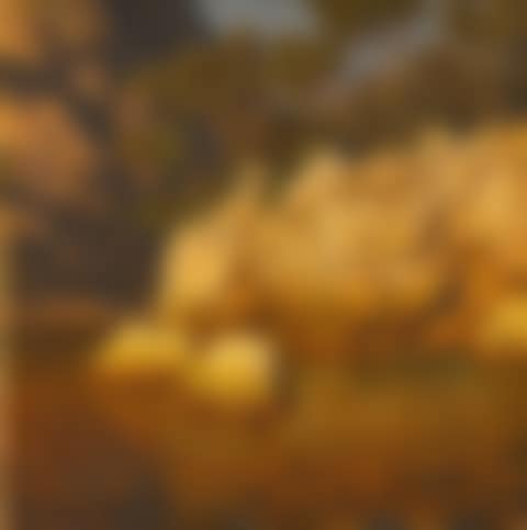Pine Trees By the Coast (preview)