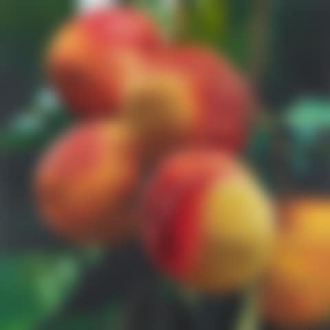 Pfirsiche (preview)