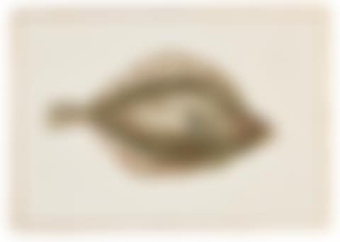 AN ALBUM OF FISH AND OTHER SEA CREATURES (preview)