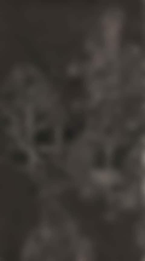 Landscape (preview)