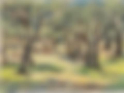 Olive trees II (preview)