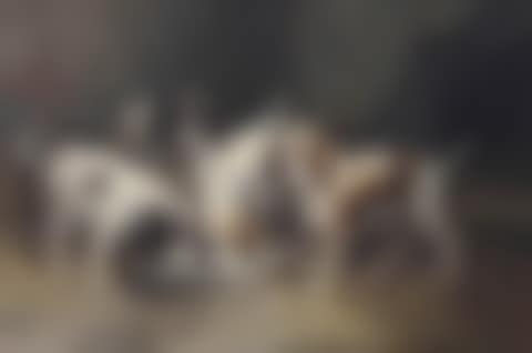 Saint Bernard puppies drinking milk (preview)