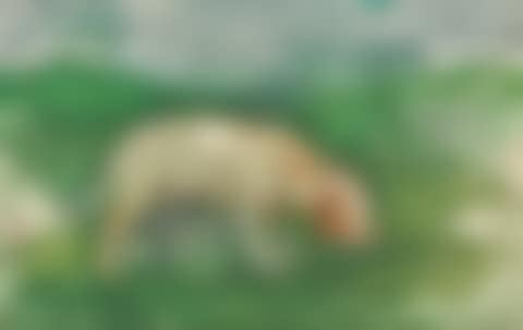 PORTRAIT OF CRAIGIE AITCHISON'S DOG (SOMERSET) (preview)
