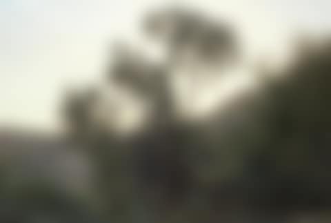 Janus (preview)