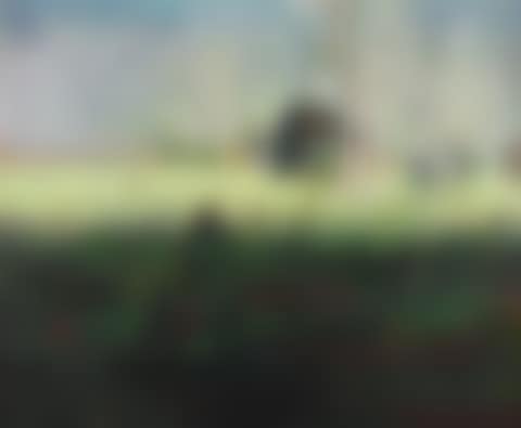 DAYTIME ASTRONOMY (GRASSHOPPER) (preview)