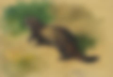 A polecat (preview)