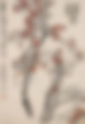 Apricot Blossoms (preview)