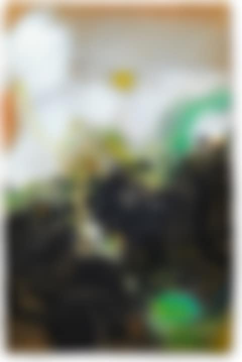 BRIGHT SKY (preview)